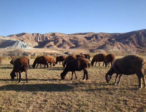 خصوصیات نژادهای مختلف گوسفندان و گوسفندان حاوی ژن چند قلو زایی (مقاله اول)