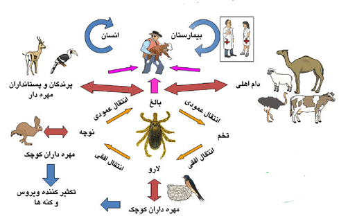 چرخه انتقال بیماری تب کریمه کنگو چرخه انتقال بیماری تب کریمه کنگو