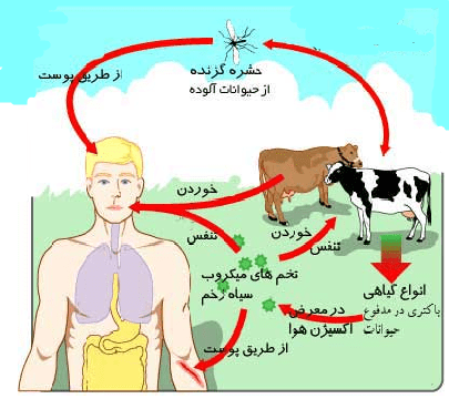چرخه انتقال بیماری سیاه زخم چرخه انتقال بیماری سیاه زخم