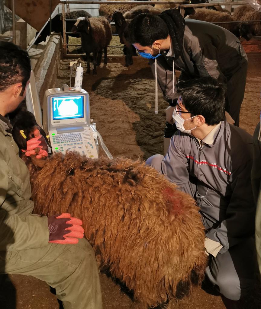 تشخیص آبستنی تشخیص آبستنی